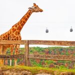 動物園を英語で表現すると？