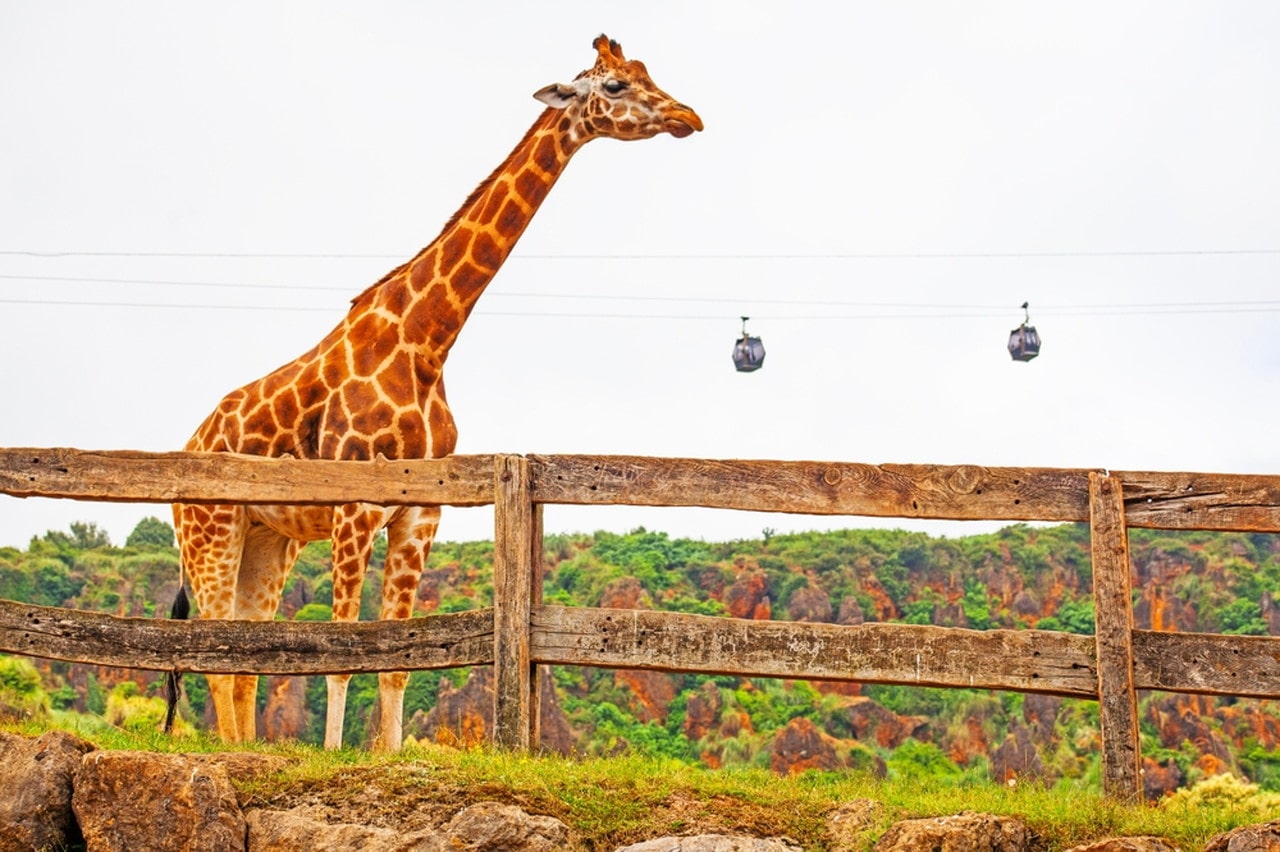 動物園を英語で表現すると？