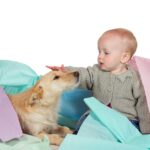 「撫でる」の英語表現を解説