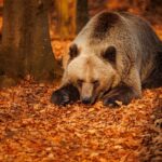 冬眠は英語でどう表現?読み方や使い方を発音記号付きで解説